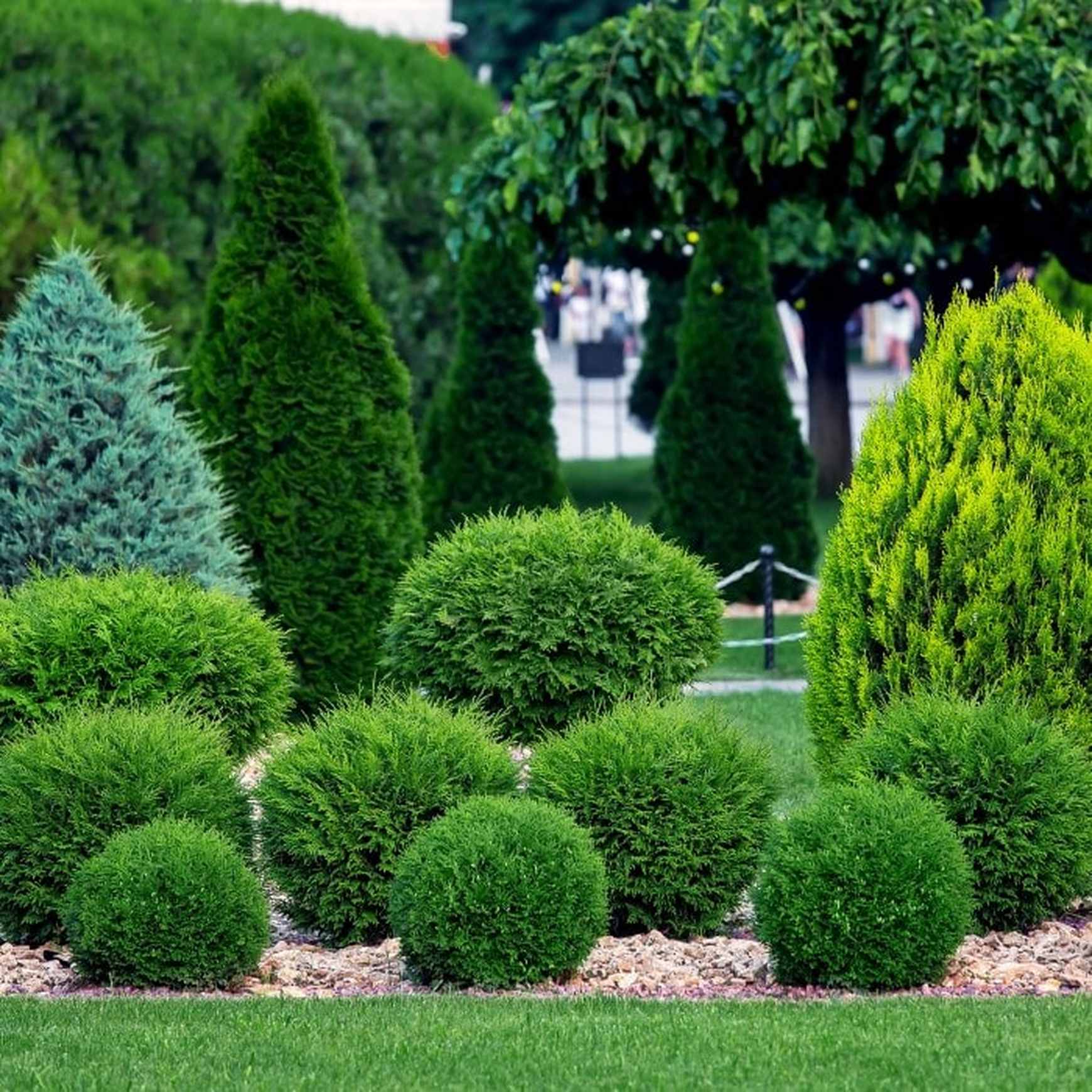 Hetz Midget Compact Arborvitae | Thuja occidentalis – Almanac