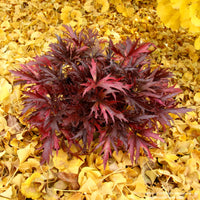 Coral Bells FYRE WING™ 'Hematite'