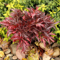 Coral Bells FYRE WING™ 'Hematite'