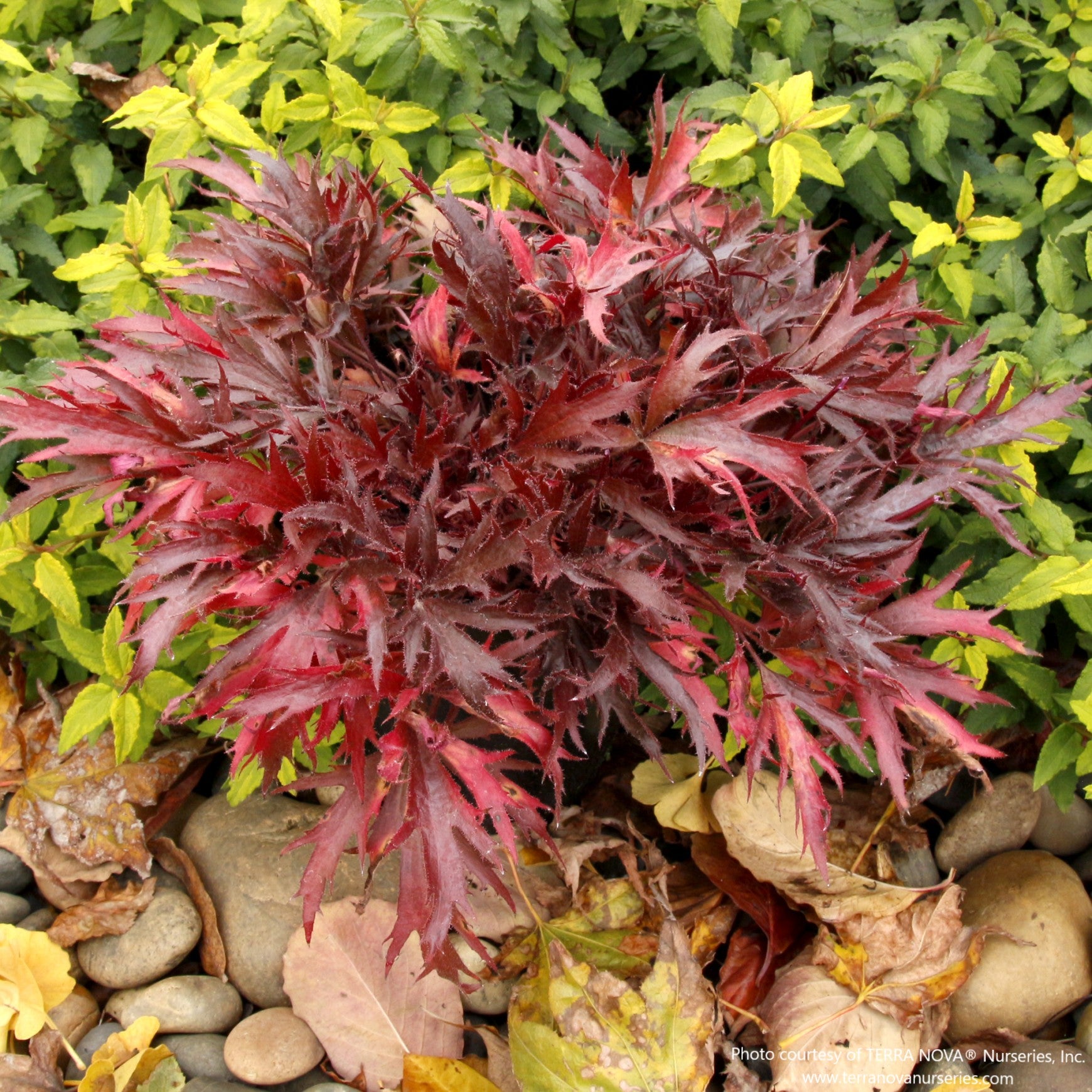 Coral Bells FYRE WING™ 'Hematite'