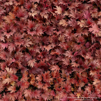Coral Bells FYRE WING™ 'Hematite'