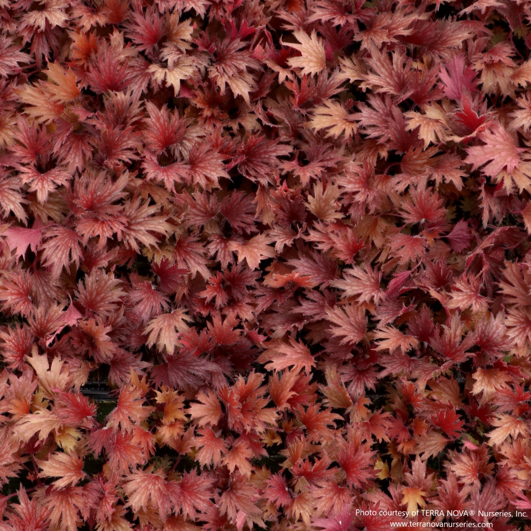 Coral Bells FYRE WING™ 'Hematite'