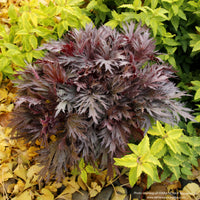 Coral Bells FYRE WING™ 'Rhodonite'