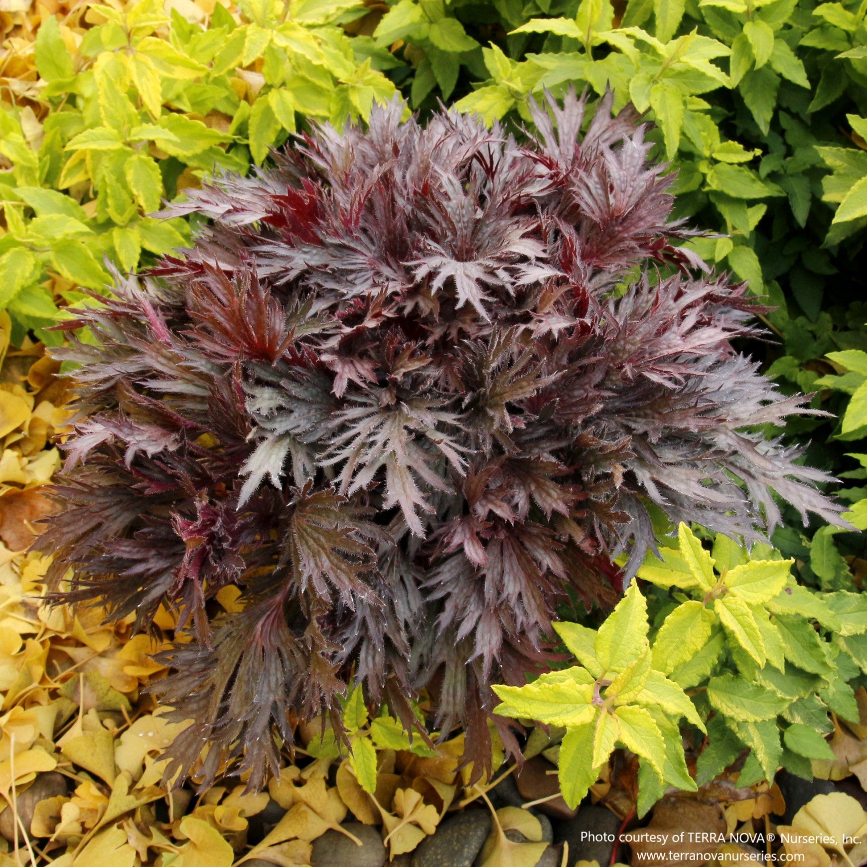 Coral Bells FYRE WING™ 'Rhodonite'