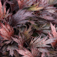 Coral Bells FYRE WING™ 'Rhodonite'