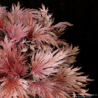 Coral Bells FYRE WING™ 'Rhodonite'