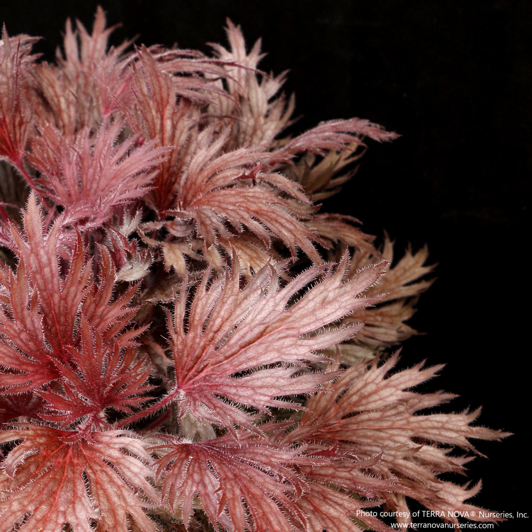 Coral Bells FYRE WING™ 'Rhodonite'