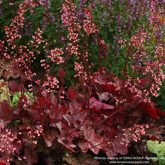 Almanac Planting Co: Heuchera 'Fire Chief' Coral Bells displaying vibrant red leaves in mixed border planting