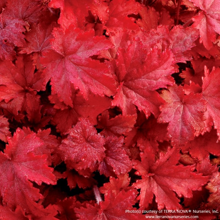 Almanac Planting Co: Close-up of Heuchera 'Fire Chief' leaves showing rich crimson-red tones