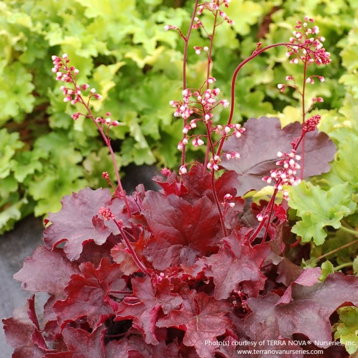Almanac Planting Co: Heuchera 'Fire Chief' Coral Bells with red foliage and pink flower spikes in partial shade garden