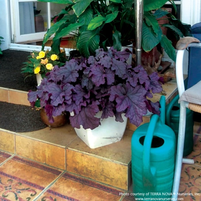 Almanac Planting Co: Heuchera ‘Grande Amethyst™’ shines in a decorative patio container, showing off its large, deep violet leaves. A versatile perennial that thrives in pots or garden beds, adding elegance and long-season interest.