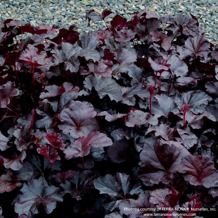 Almanac Planting Co: Close-up of 'Obsidian' Coral Bells showing deep burgundy-black leaves with sheen