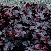 Almanac Planting Co: Close-up of 'Obsidian' Coral Bells showing deep burgundy-black leaves with sheen