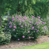 Almanac Planting Co: Proven Winners Dark Lavender CHIFFON® Rose of Sharon growing as a large bush in a mulch bed.