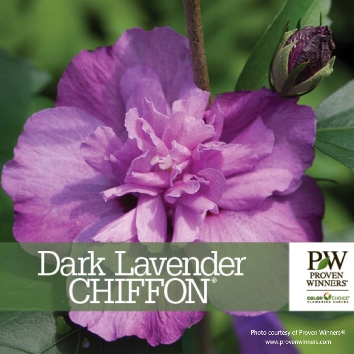 A marketing creative for Proven Winners Dark Lavender CHIFFON® Rose of Sharon featuring the Proven Winners logo.