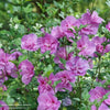 Almanac Planting Co: Proven Winners Dark Lavender CHIFFON® Rose of Sharon covered in bright pink flowers.