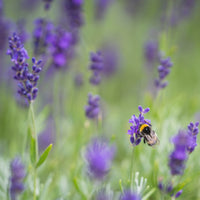 Hidcote Lavender