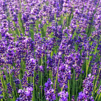 Hidcote Lavender