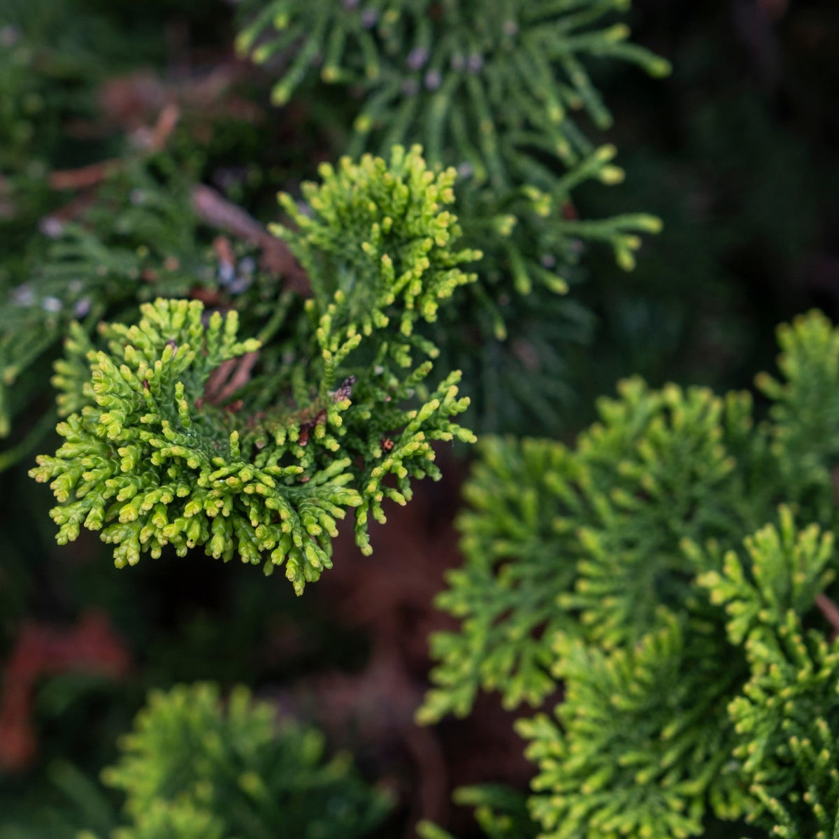 Almanac Planting Co: Thoweil Hinoki Cypress – slow-growing evergreen shrub with dense branching and refined architectural form