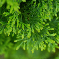 Almanac Planting Co: Thoweil Hinoki Cypress – fan-shaped evergreen sprays showing fine texture and ornamental detail