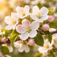 Almanac Planting Co: Close-up of pink and white spring blossoms on a Honeycrisp apple tree