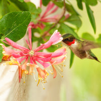 Almanac Planting Co: hummingbird feeding from pink and yellow Goldflame honeysuckle flowers