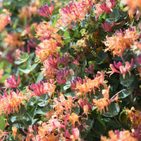 Almanac Planting Co: Goldflame honeysuckle vine covered in pink and yellow tubular flowers in bloom