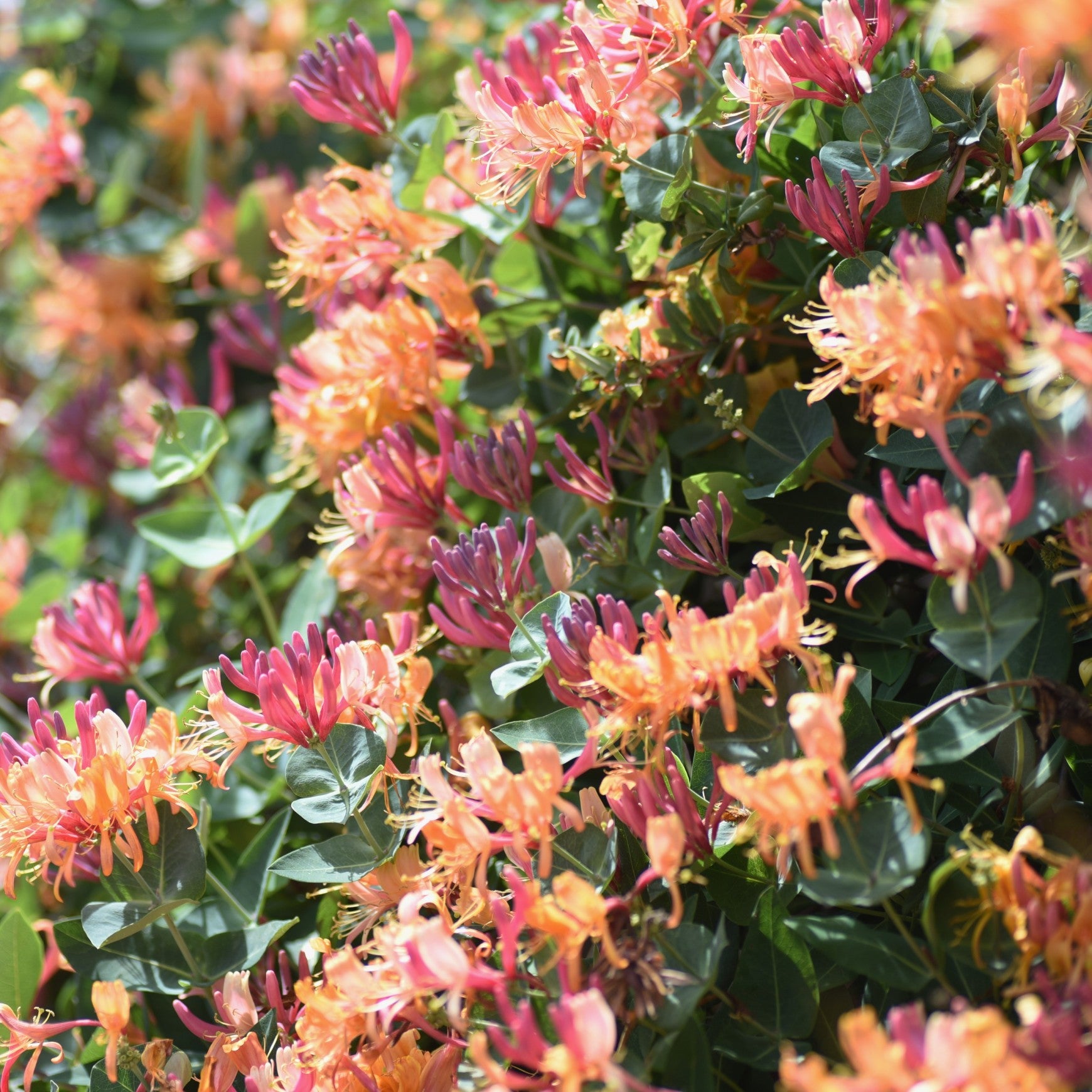 Almanac Planting Co: Goldflame honeysuckle vine covered in pink and yellow tubular flowers in bloom