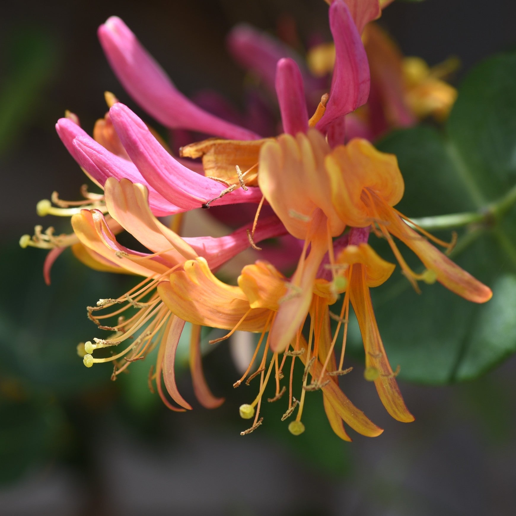 Almanac Planting Co: close-up of Goldflame honeysuckle flower showing pink buds and creamy yellow petals.