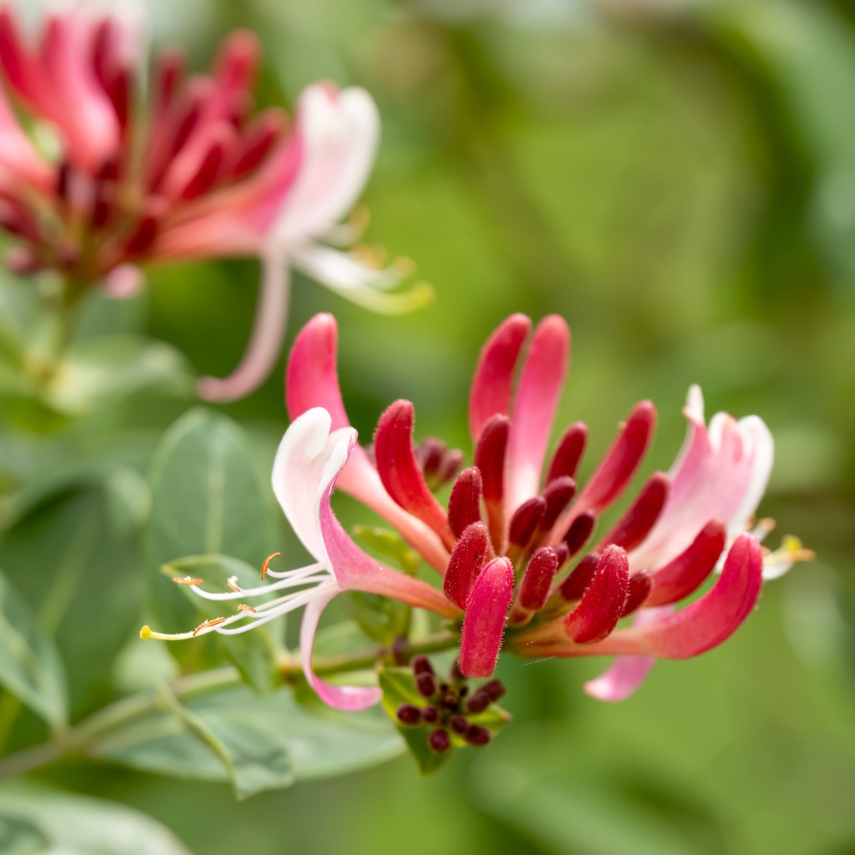 Almanac Planting Co: Goldflame honeysuckle flower cluster growing on climbing vine