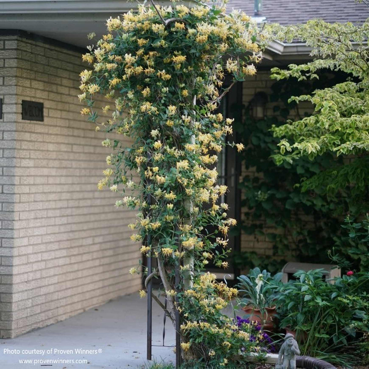 Almanac Planting Co: Proven Winners® 'Scentsation' Lonicera periclymenum climbing a trellis, featuring abundant yellow-tinged flowers.