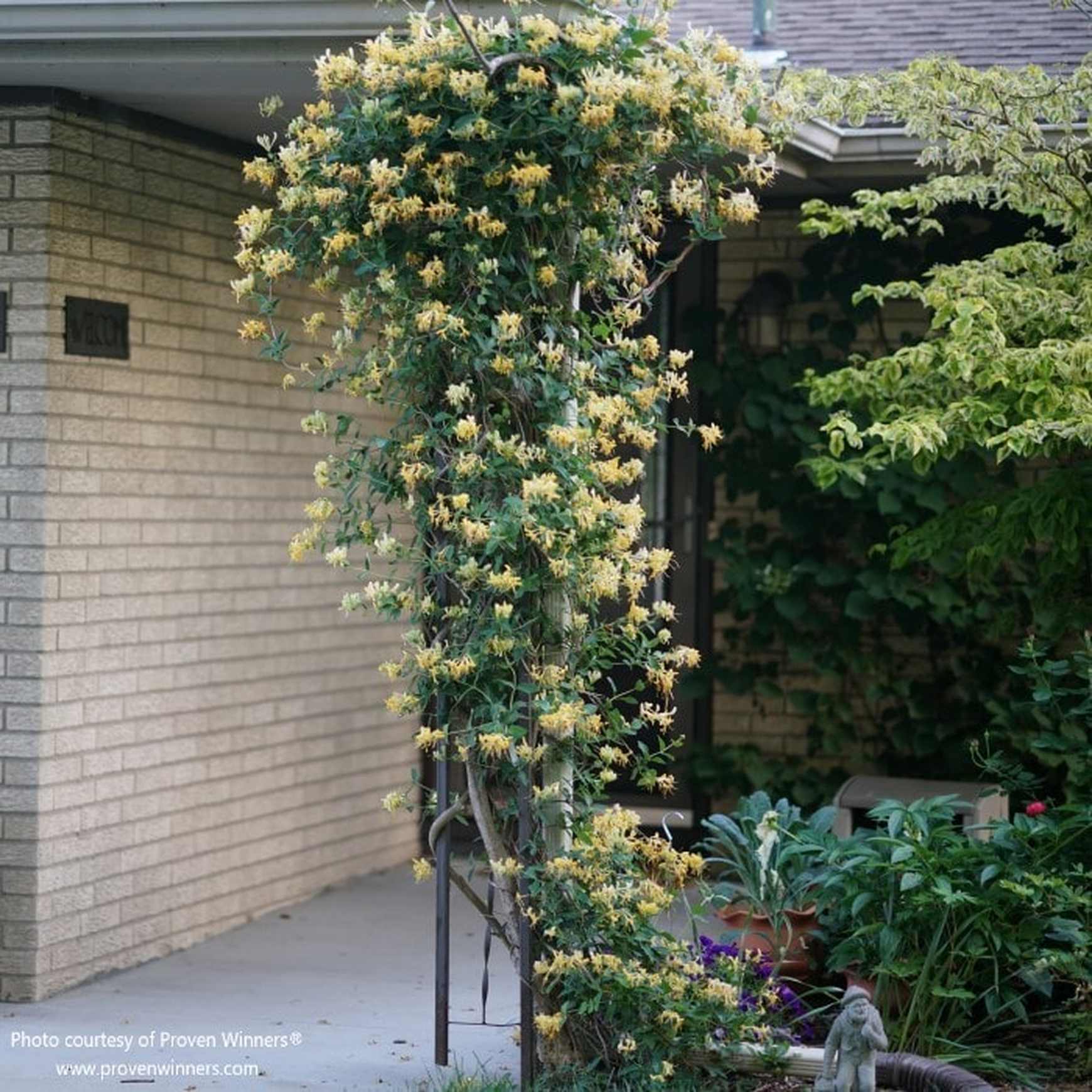 Almanac Planting Co: Proven Winners® 'Scentsation' Lonicera periclymenum climbing a trellis, featuring abundant yellow-tinged flowers.