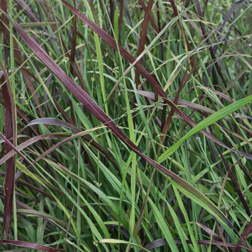 Hot Rod Switch Grass