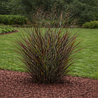 Hot Rod Switch Grass