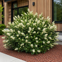 Almanac Planting Co: Hummingbird Summersweet shrub covered in white flower spikes in a landscaped foundation bed beside a modern cedar-sided home