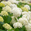 Almanac Planting Co: Close-up of FlowerFull® Smooth Hydrangea blossoms showing crisp white petals and dense texture characteristic of this hardy reblooming shrub.