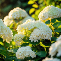 Almanac Planting Co: FlowerFull® Smooth Hydrangea in full summer bloom, displaying large, rounded clusters of white flowers held upright on strong stems.