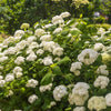 Almanac Planting Co: Mature FlowerFull® Hydrangea hedge in partial sun, showcasing compact growth, lush green foliage, and abundant flower heads.