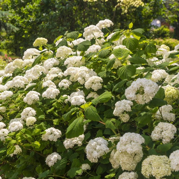 Almanac Planting Co: Mature FlowerFull® Hydrangea hedge in partial sun, showcasing compact growth, lush green foliage, and abundant flower heads.