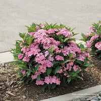 Almanac Planting Co: A row of Let’s Dance Can Do!™ Bigleaf Hydrangeas growing in a mulch bed surrounded by concrete and asphalt. The hydrangeas are in bloom, covered in pink flowers and green leaves.