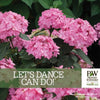 A branded Proven Winners marketing creative for the Let’s Dance Can Do!™ Bigleaf Hydrangea. The creative features the Proven Winners logo and the plant name.