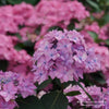 Almanac Planting Co: A large, reddish pink bloom close-up from the Let’s Dance Can Do!™ Bigleaf Hydrangea (Hydrangea serrata) from Proven Winners.