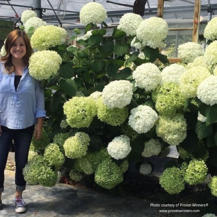 A massive Incrediball® Smooth Hydrangea coverered in deep green leaves and white blooms, growing taller than a woman.