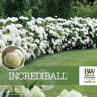 A marketing creative for the Incrediball® Smooth Hydrangea (Hydrangea arborescens 'Abetwo') by Proven Winners