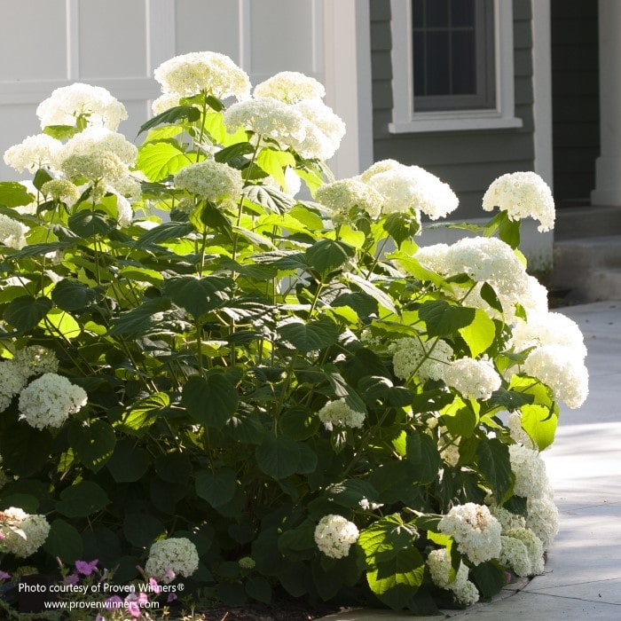 Almanac Planting Co: Incrediball® Smooth Hydrangea (Hydrangea arborescens 'Abetwo') by Proven Winners growing tall and blooming profusely! 