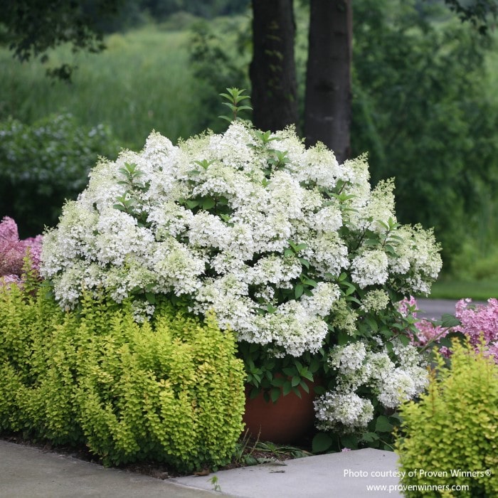 Almanac Planting Co: A stunning display of Hydrangea 'Bobo' (Hydrangea paniculata), featuring abundant white flowers that create a sense of tranquility in garden landscapes or as an accent in suburban green spaces.