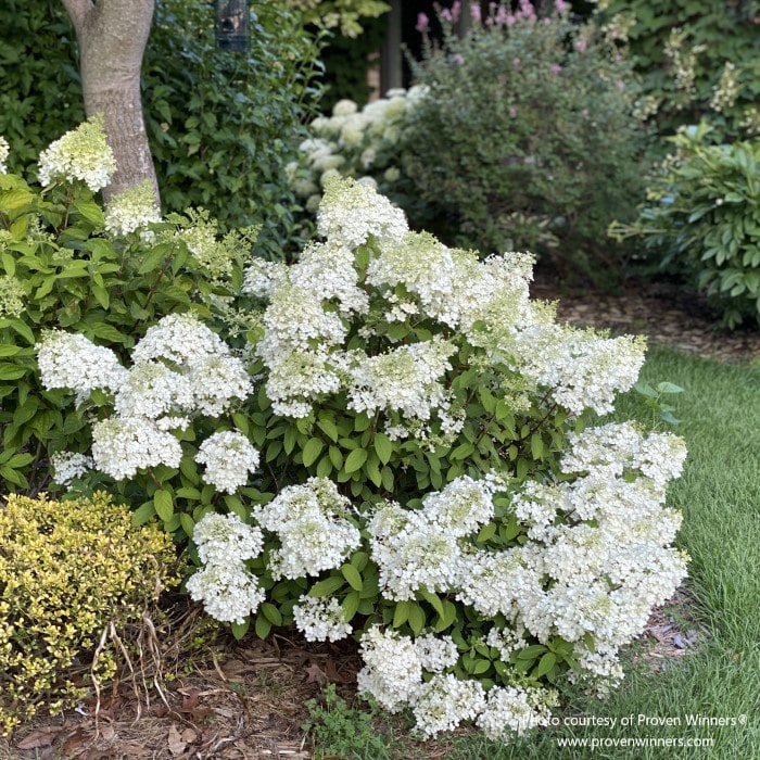 Almanac Planting Co: Hydrangea 'Bobo' (Hydrangea paniculata) presented in a neatly manicured garden, highlighting the plant’s versatility and suitability for adding elegant charm to formal and informal gardens alike.