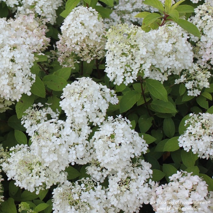 Almanac Planting Co: Close-up of the delicate white flowers of Hydrangea 'Bobo' (Hydrangea paniculata), perfect for garden enthusiasts who appreciate detailed plant structures and the aesthetic they add to garden beds and borders.