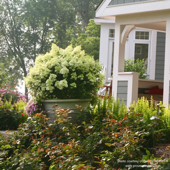 Almanac Planting Co: Hydrangea 'Bobo' (Hydrangea paniculata) showcased in a garden setting with its lush white blooms, set against a home backdrop, perfect for gardeners seeking to create a cozy, cottage-style ambiance.