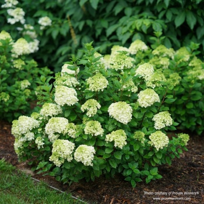 Almanac Planting Co: Proven Winners® Limelight Prime® Hydrangea paniculata growing as a shrub in a mulch bed.